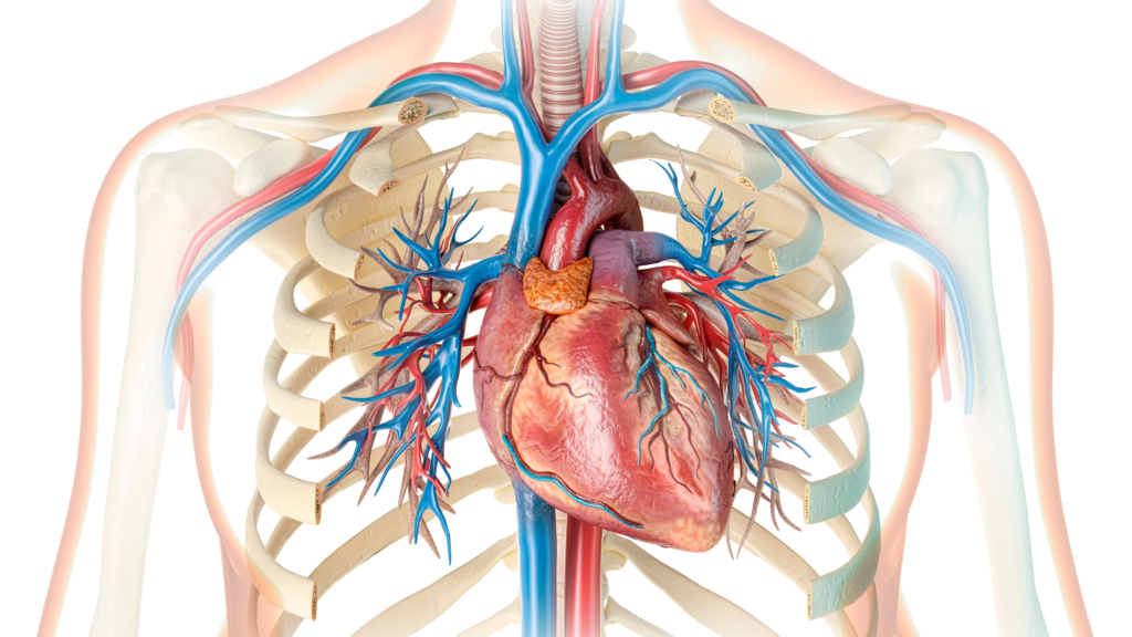 Heart Surgeries in India